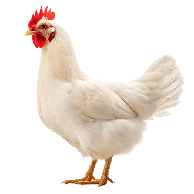 Live Fresh Broiler Chicken — K.S. Broilers