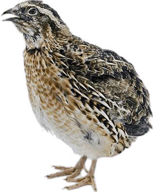 Live Fresh Kaadai Quail — K.S. Broilers