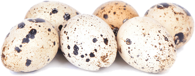 Raw Clean Dressed Kaadai Quail — K.S. Broilers