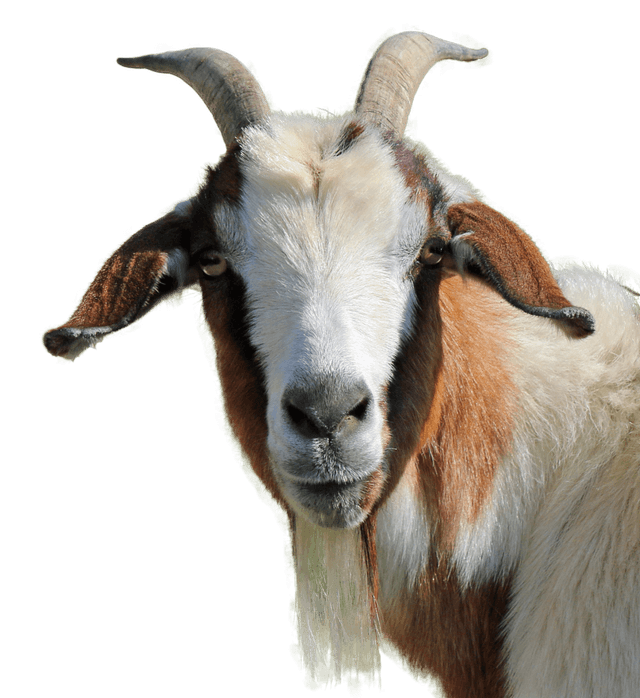 Live Goat — K.S. Broilers