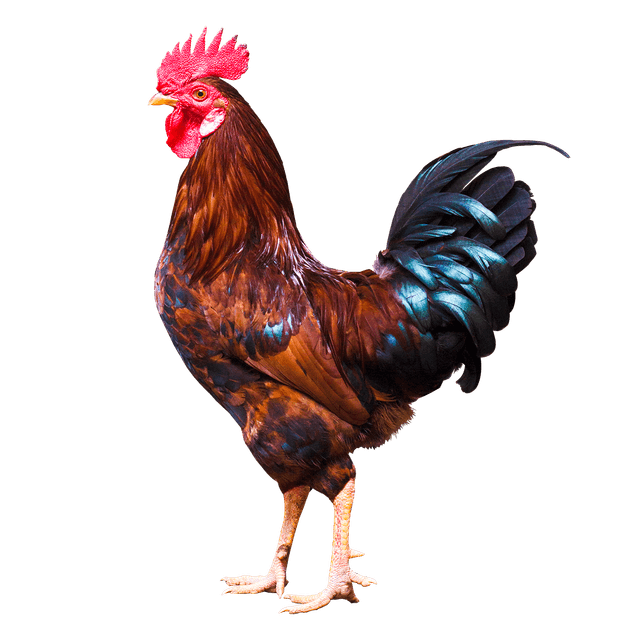 Live Country Rooster — K.S. Broilers